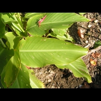 Canna Indica (fam Cannacees) (Am. tropicale) (4)
